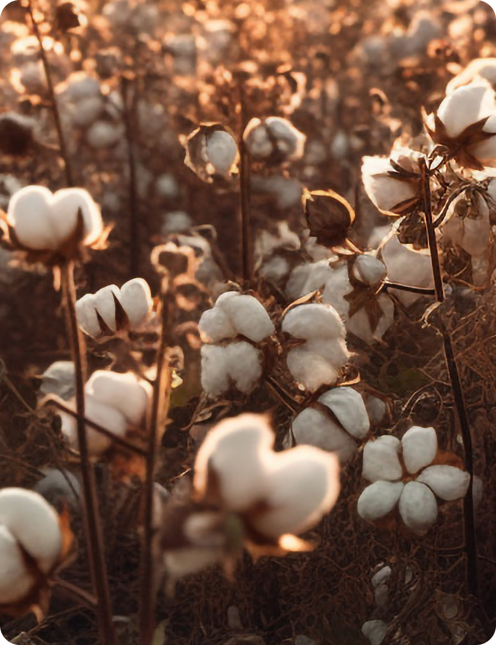 Supima Cotton | World Finest Cottons